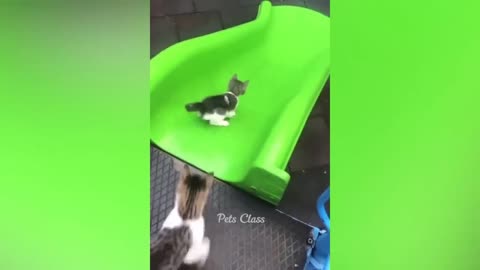 Funny cat videos