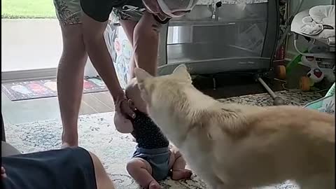 Blind Husky Loves Baby