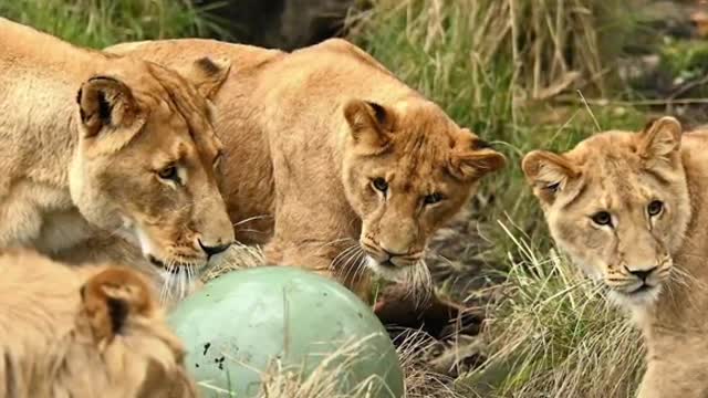 A Sleepover At A ZooWent Very Wrong AfterSome Lions Escaped