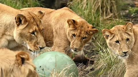 A Sleepover At A ZooWent Very Wrong AfterSome Lions Escaped