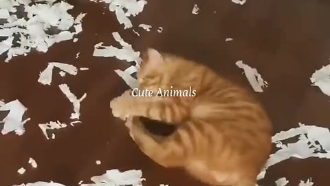 Funniest animal video of the Day