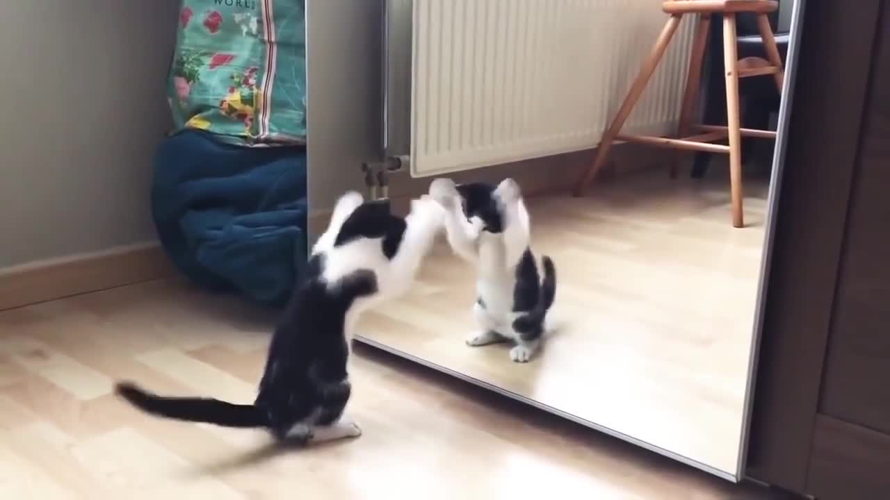 Funny cat and mirror video