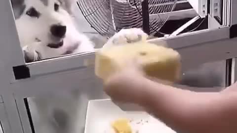 funny husky dogs!