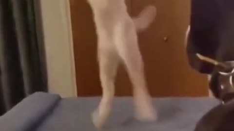 Funniest Cats And Dogs Video 😉 best funniest animals in 2023