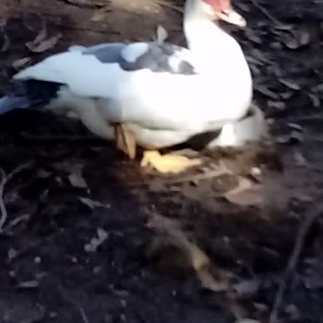 Seeya Later Ballerina Duck