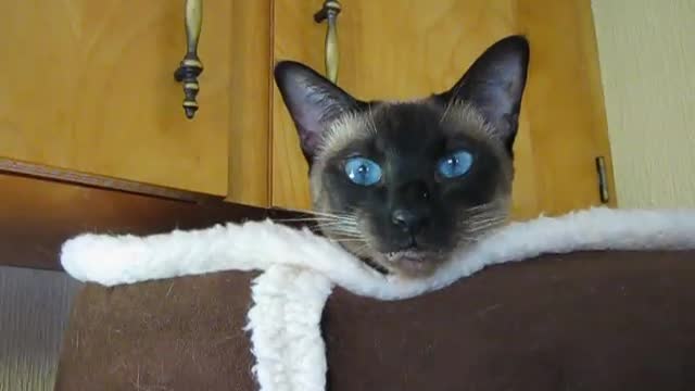 Conversation with my cat.-(480p).mp4