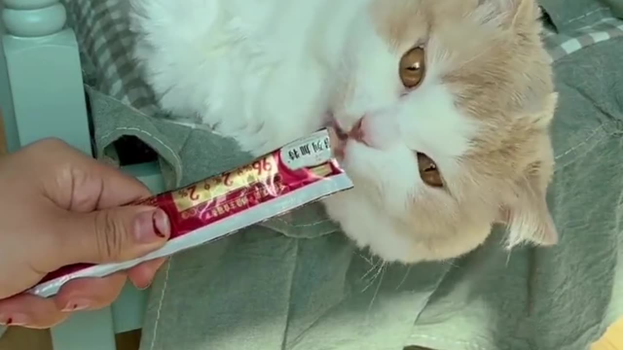 "Purrfectly Hilarious: Feline Follies and Fun!"