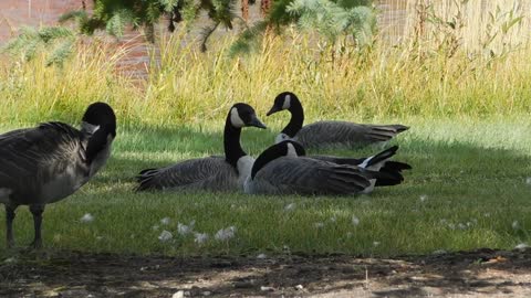 BirdsDucks lie on the grass to sunbathe