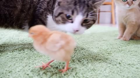 A cute kitten who is making friends and having a great time