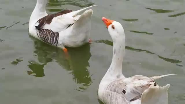 BEAUTIFUL GEESE