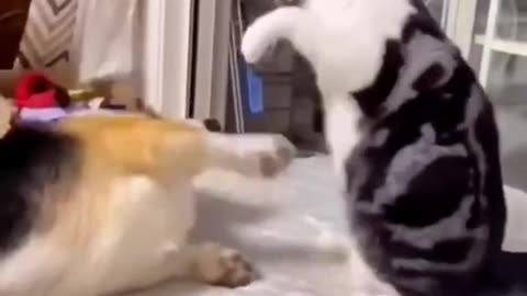 Funny Cats and Dogs Part 14