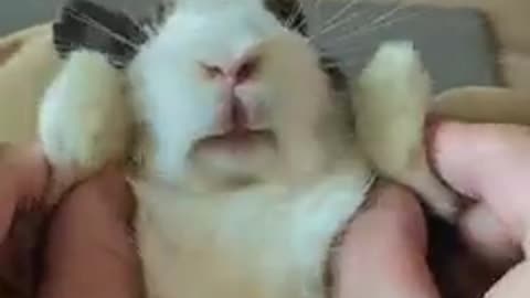 This bunny Is literally an angry