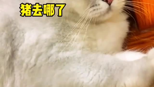 《生气猫》#谁家猫这么爱生气 #可爱到爆炸💥 #这也太可爱了吧 #被你萌化了