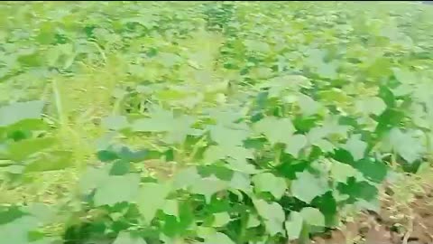 Cotton farming in India