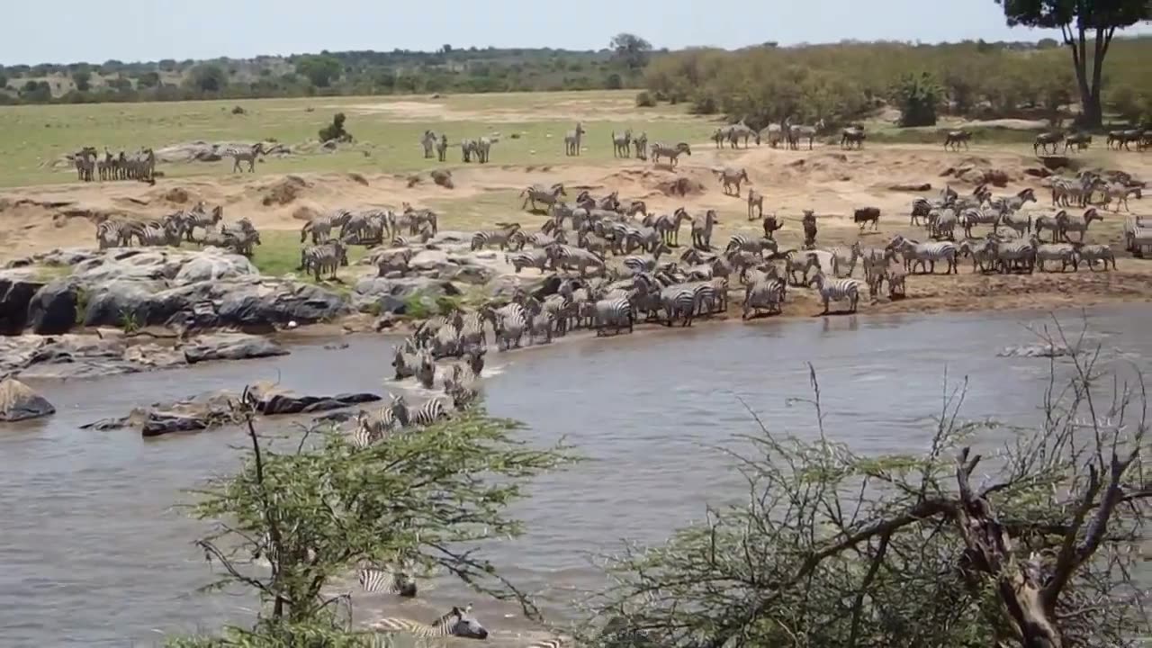 Migration of Antelopes and Zebras across a river in Africa.