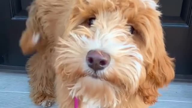 Let’s see those floofs