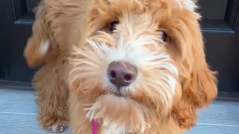 Let’s see those floofs