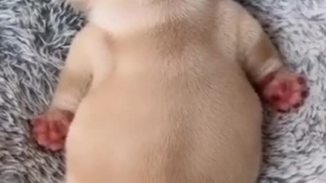 dog funny reels video