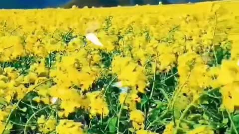 Fluttering melody butterfly flying