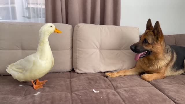 Funny German Shepherd Reaction to Duck