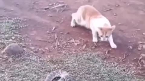 Funny animal videos