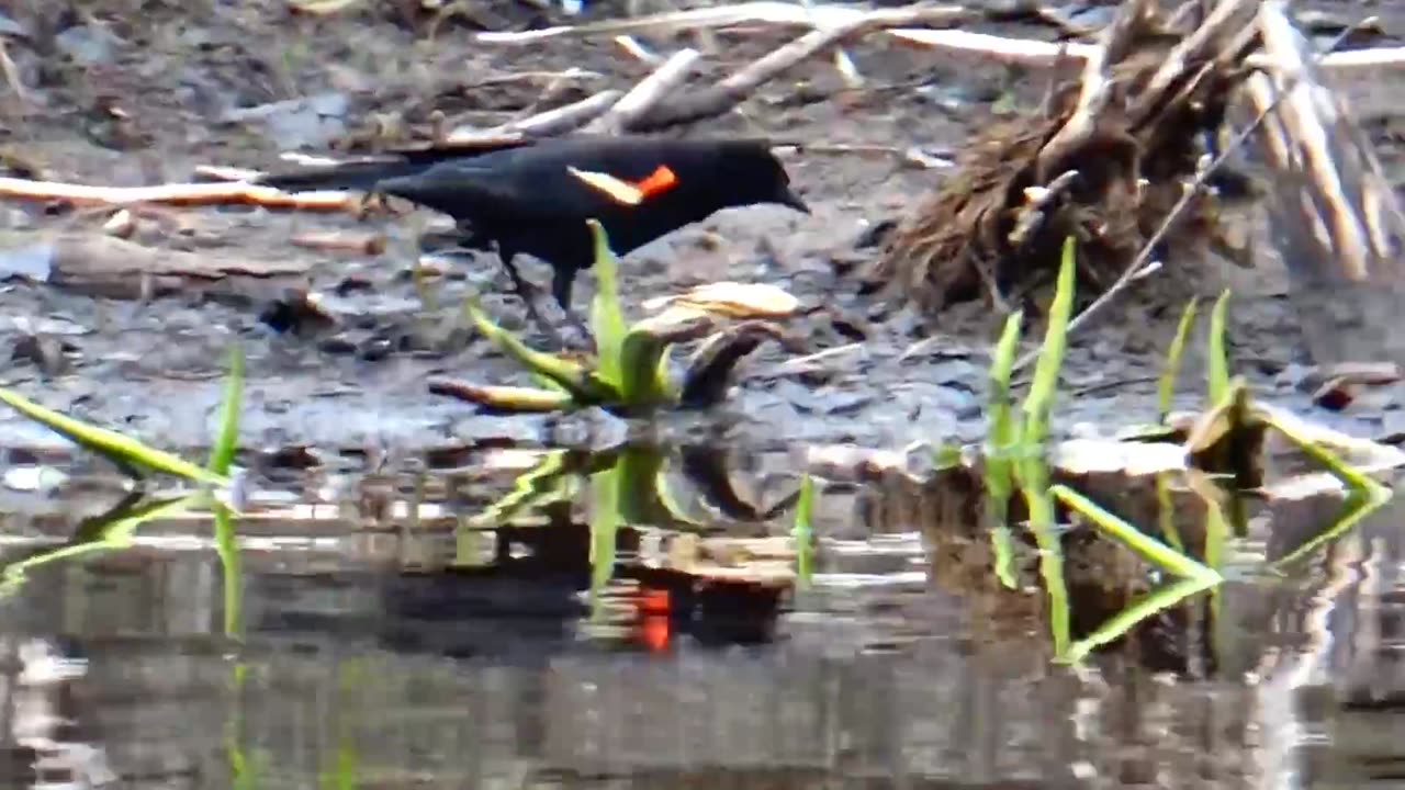 Red-winged blackbird