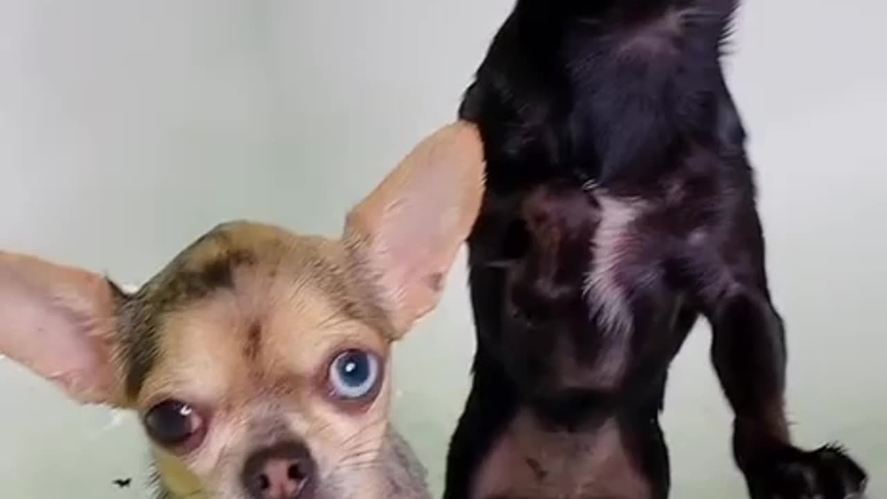 Dog Video | So Funny