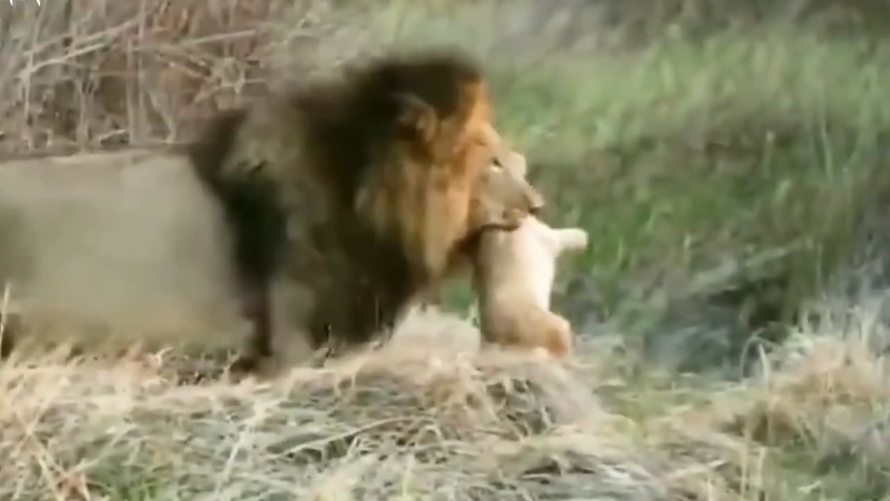 The brutality of a male lion when killing a lion cub