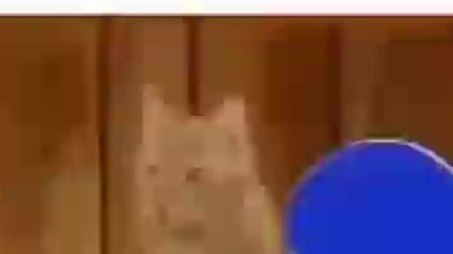 cat real