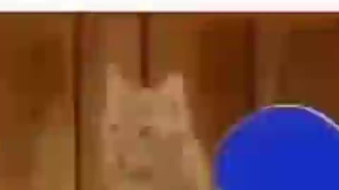 cat real