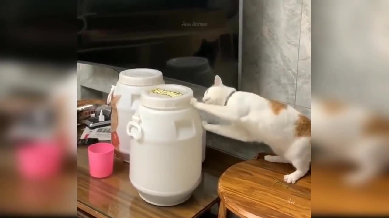 Baby cat funny movement| cats funny video