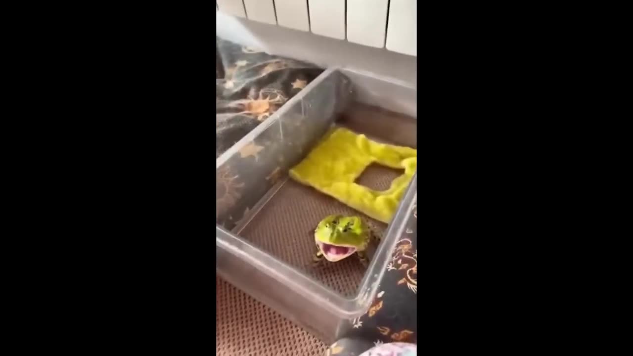 Funny animal videos 2023 - Funny cats and dogs - Funny animals - Part3