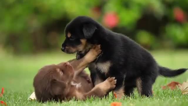 Fun and cute dogs, little Rottweilers, while petting each other