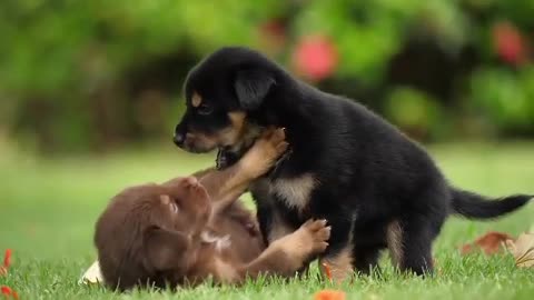 Fun and cute dogs, little Rottweilers, while petting each other