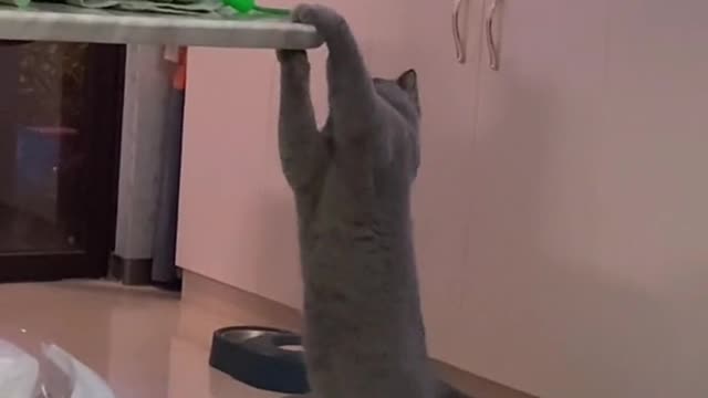 kitty trying to hunt