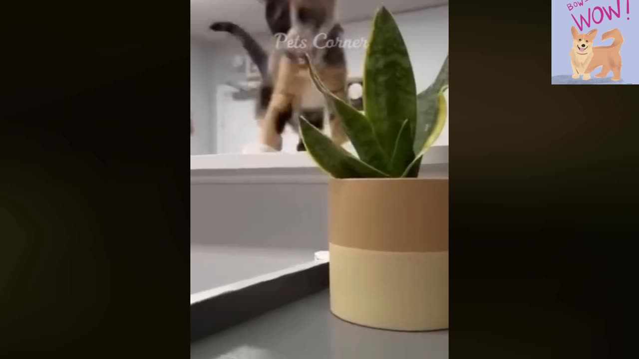Funny animals video 2023 _ dogs 🐕 And cats 🐈 funniest animals video ||