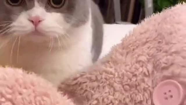 Funny cat videos 2021 | Funny cats compilation