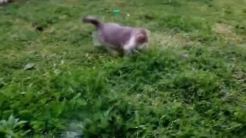 Fun cats