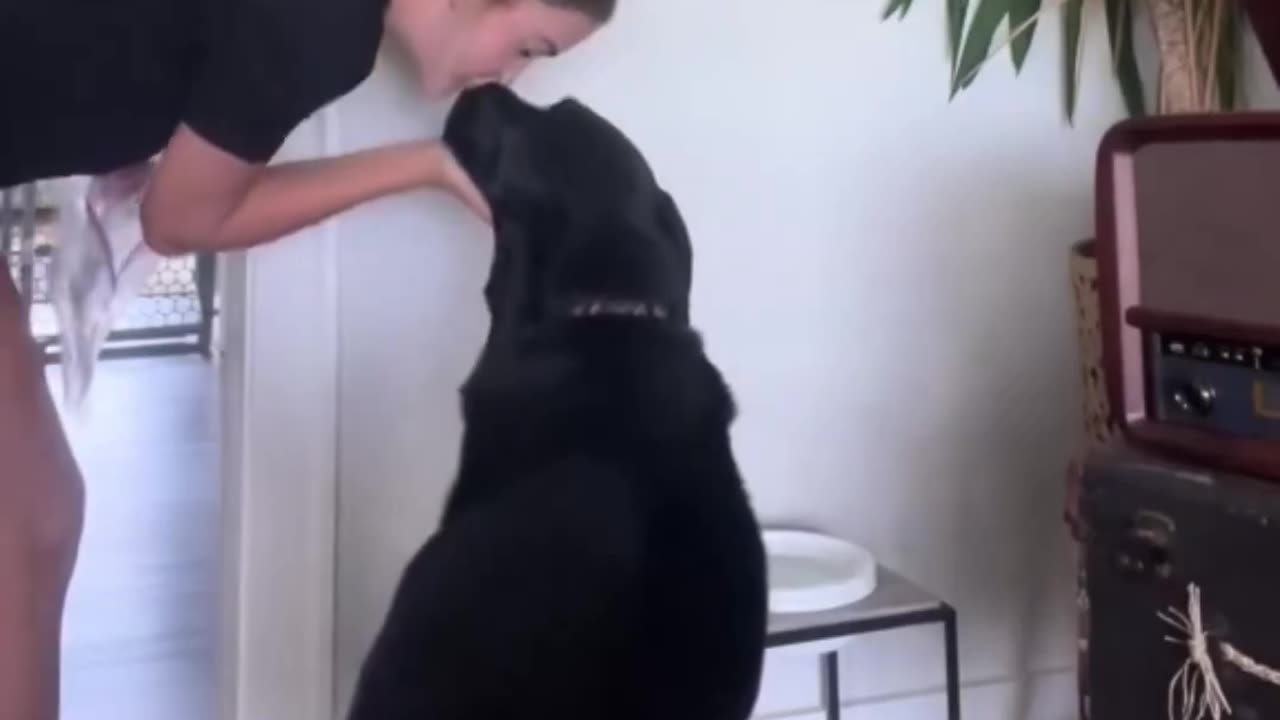 Dog requires a kiss on his nose before eating his food.. 🥺