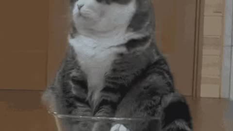 Cute Cat Gif