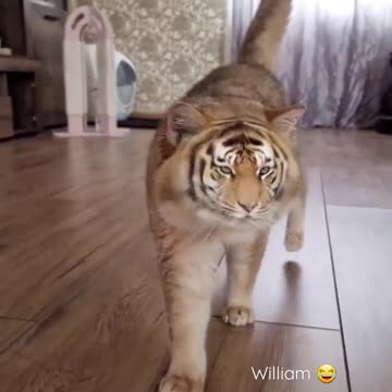 Tiger cat video funny 🤣