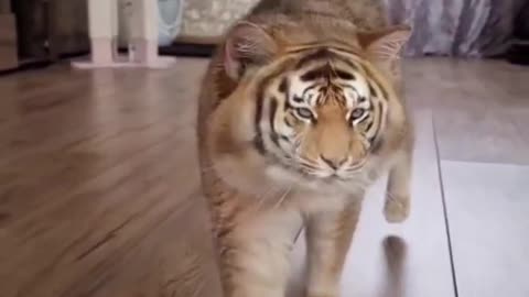 Tiger cat video funny 🤣