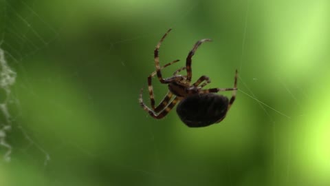 A spider that makes a web