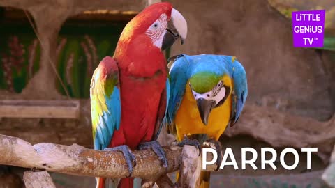 !Pets animals videos