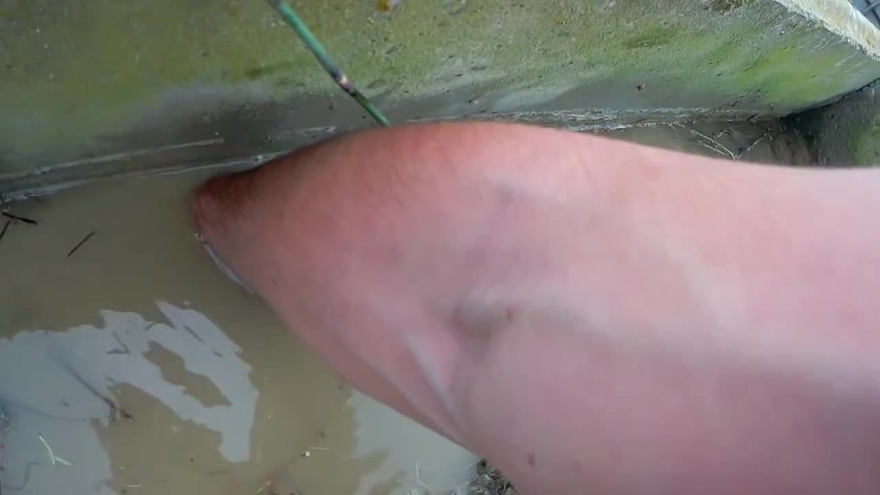 Rescue crabs to feed my turtles!15