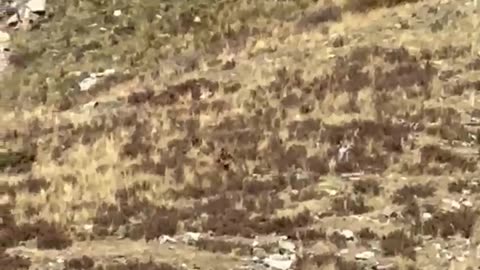 People on a train in Southwest Colorado claim they spotted Bigfoot.
