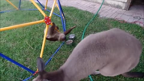 Baby sloth train to rope