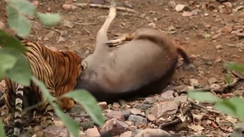 Animal attacks