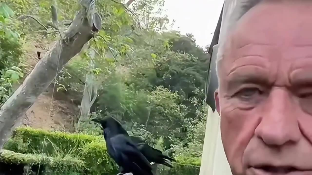These are my two ravens ♥️🐦⬛🐦⬛