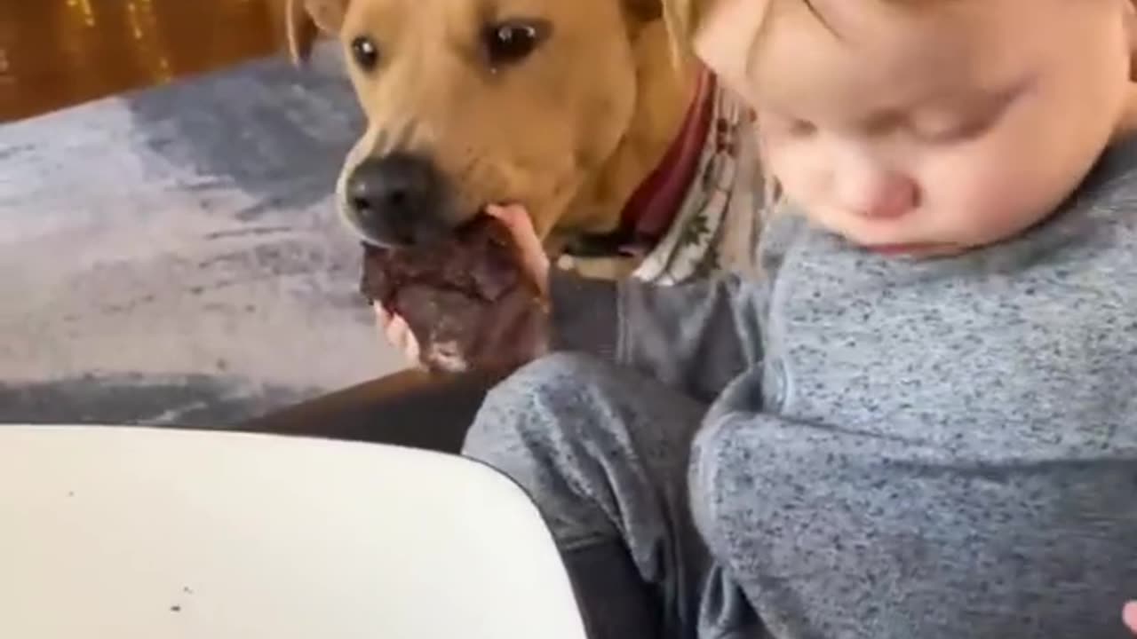 Funny cat video{Funny dog video} Animal videos